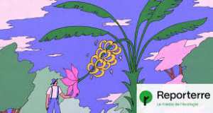 Planète (France/Europe) - Des bananes dans le Roussillon: des pionniers veulent s’adapter au climat futur