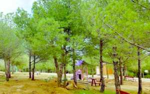 Algérie (Guelma) - Forêts récréatives: Retrait de deux autorisations d’exploitation