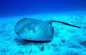 Planète (Espagne/Europe) - Barcelone: Drapeau rouge, baignade interdite… La présence de raies fait fermer des plages