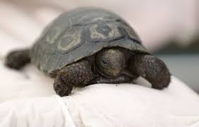 Planète (France/Europe) - Ajaccio: Pour la première fois en France, une tortue des Galapagos est née en captivité