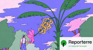 Planète (France/Europe) - Des bananes dans le Roussillon: des pionniers veulent s’adapter au climat futur