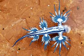 Planète (Europe) - Le «dragon bleu des mers» entraîne la fermeture de plages en Espagne