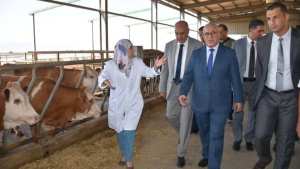 وزير الفلاحة يشرف على عملية تلقيح الأبقار بتيبازة