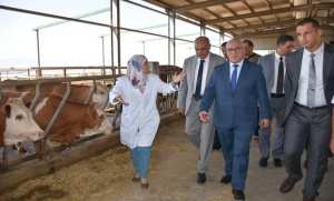 Dermatose nodulaire contagieuse: importation d'un 2e lot de vaccins et généralisation de la vaccination en septembre