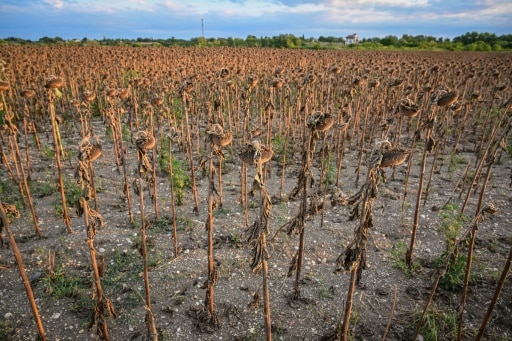 Planète (Europe) - Face à la sécheresse en Roumanie, prières et expérimentations