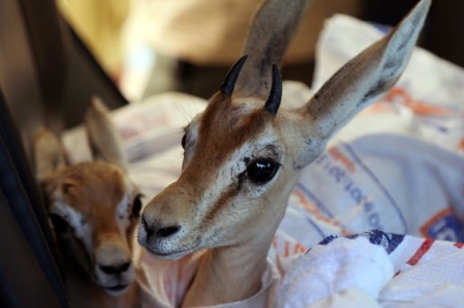 Planète (Afrique) - Libye: lâcher de gazelles en voie d’extinction sur une île sanctuaire