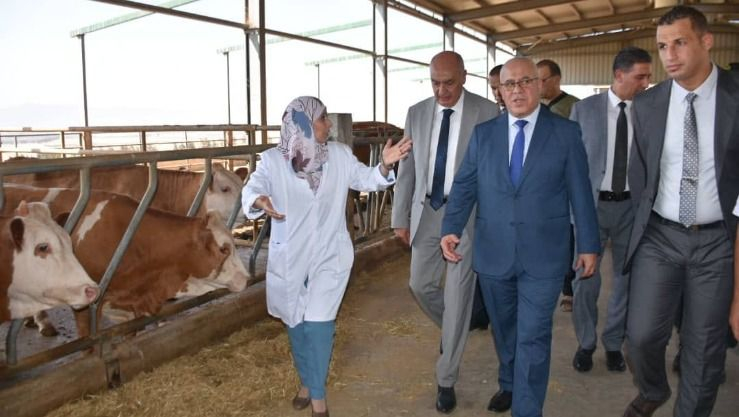 وزير الفلاحة يشرف على عملية تلقيح الأبقار بتيبازة