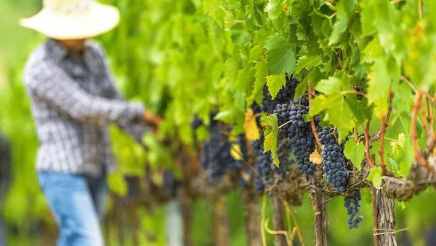 LES VENDANGES BATTENT LEUR PLEIN À BOUMERDÈS Une production de 4 600 000 quintaux de raisin attendue