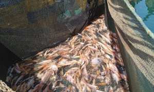 خنشلة: الشروع في توزيع العلاوة التحفيزية الموجهة لمنتجي سمك البلطي الأحمر