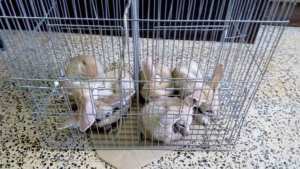 حجز 5 حيوانات من صنف الفنك الصحراوي بسكيكدة