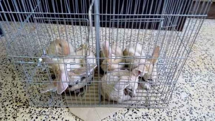 حجز 5 حيوانات من صنف الفنك الصحراوي بسكيكدة