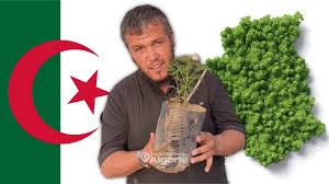 Algérie (Batna) - Fouad Maala: l’influenceur qui veut verdir le pays-continent en plantant des arbres partout