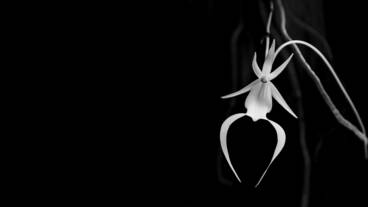 Planète (Europe) - Une orchidée fantôme, l’une des plantes les plus rares au monde, découverte au Royaume-Uni