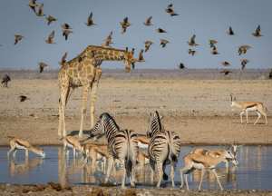 Planète (Afrique) - Famine: la sécheresse extrême contraint la Namibie à chasser des animaux sauvages pour nourrir sa population !