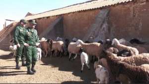 المدية: الدرك يضع حدا لشبكة سرقة المواشي في 12ساعة