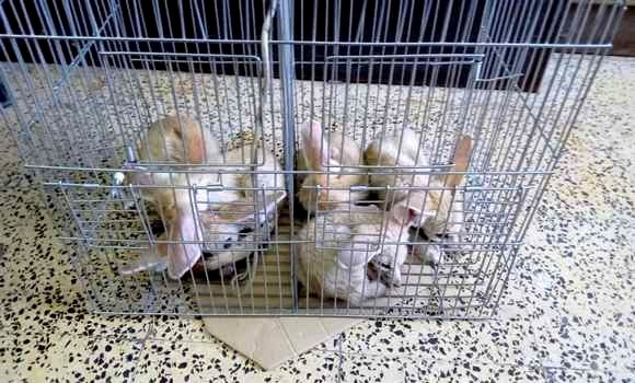 Algérie (Collo/Skikda) -  5 fennecs acquis d'une manière illégale, récupérés