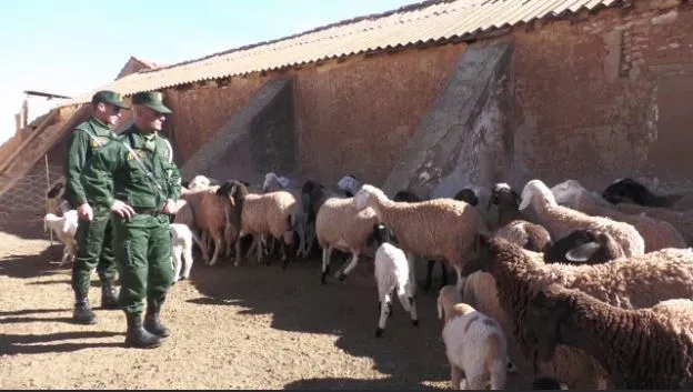 المدية: الدرك يضع حدا لشبكة سرقة المواشي في 12ساعة