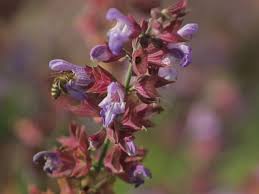 Planète (Slovénie/Europe) -  Les abeilles sont reines et protégées des néonicotinoïdes