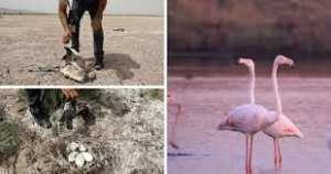 Planète (Algérie/Afrique) - Wilaya Oum el Bouaghi/Flamants roses d’Algérie: Des héros locaux sauvent 300 oiseaux face à la sécheresse