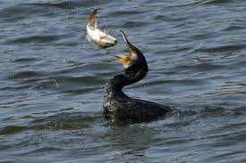 Planète (France/Europe) - Le grand cormoran, bête noire des pisciculteurs d’étangs