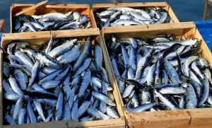 Les raisons de la baisse des prix de la sardine