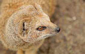 Planète (Japon/Asie)  - La triste fin des mangoustes, éradiquées pour avoir préféré manger des lapins que tuer les serpents