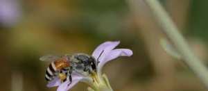 Planète - Que sait-on de ces abeilles invasives venues d’Asie repérées en Europe pour la première fois ?