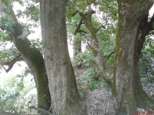 Faune et flore - La forêt d'Assif El Hammam