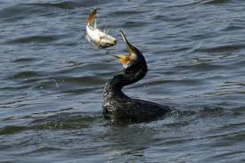 Planète (France/Europe) - Le grand cormoran, bête noire des pisciculteurs d’étangs