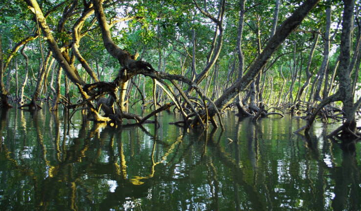 Planète - Feu vert du Mozambique au plus vaste projet de restauration de la mangrove en Afrique