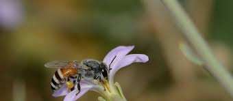 Planète - Que sait-on de ces abeilles invasives venues d’Asie repérées en Europe pour la première fois ?