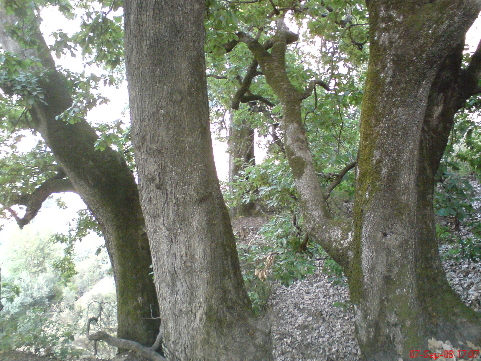 Faune et flore - La forêt d'Assif El Hammam