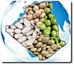 Algérie (Aïn-Témouchent) -  7.000 hectares pour les pois chiches