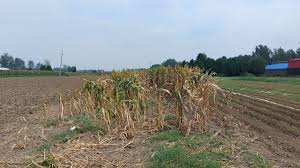Planète (Chine/Asie) -  L'inondation la plus importante de toute ma vie : les agriculteurs chinois confrontés à des phénomènes météos extrêmes de plus en plus récurrents