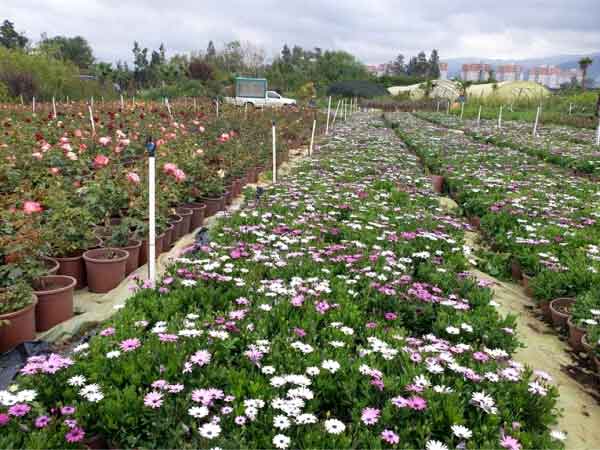 Algérie - (Hallouya/Soumaa/Blida): Le désarroi des pépiniéristes