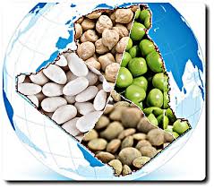 Algérie (Aïn-Témouchent) -  7.000 hectares pour les pois chiches