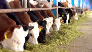 Algérie (Sidi Rached/Tipaza)  -  Une ferme bovine aux grandes ambitions