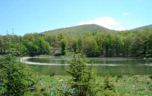 Massif forestier de l’Akfadou : Un écrin de la biodiversité