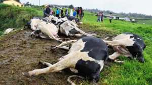 Algérie (Jijel) - Dermatose nodulaire bovine:  Mort de 400 bovins et plus de 12 milliards de centimes de pertes