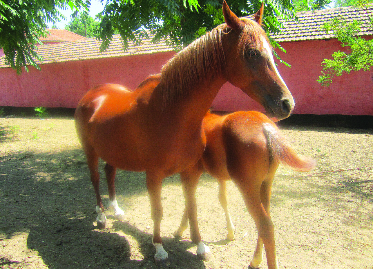 Algérie (Mascara)  -  Du nouveau pour le centre d’équitation