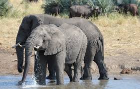 Planète (Afrique) - Zimbabwe: Frappé par la sécheresse, le pays va abattre 200 éléphants pour nourrir sa population