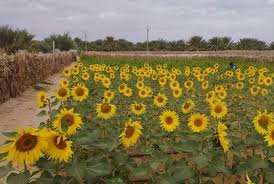 Algérie (Wilaya de Ain Defla) - Agriculture: Priorité à l’oléagineux  Tournesol et Colza
