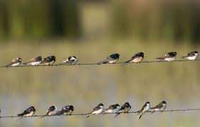 Planète (France/Europe) - Gers: La ville d’Auch va installer des nids artificiels pour préserver les hirondelles