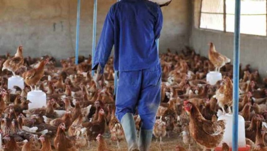 Algérie (Raml-Essouk/El-Tarf) -  La pollution étouffe les habitants de cette localité