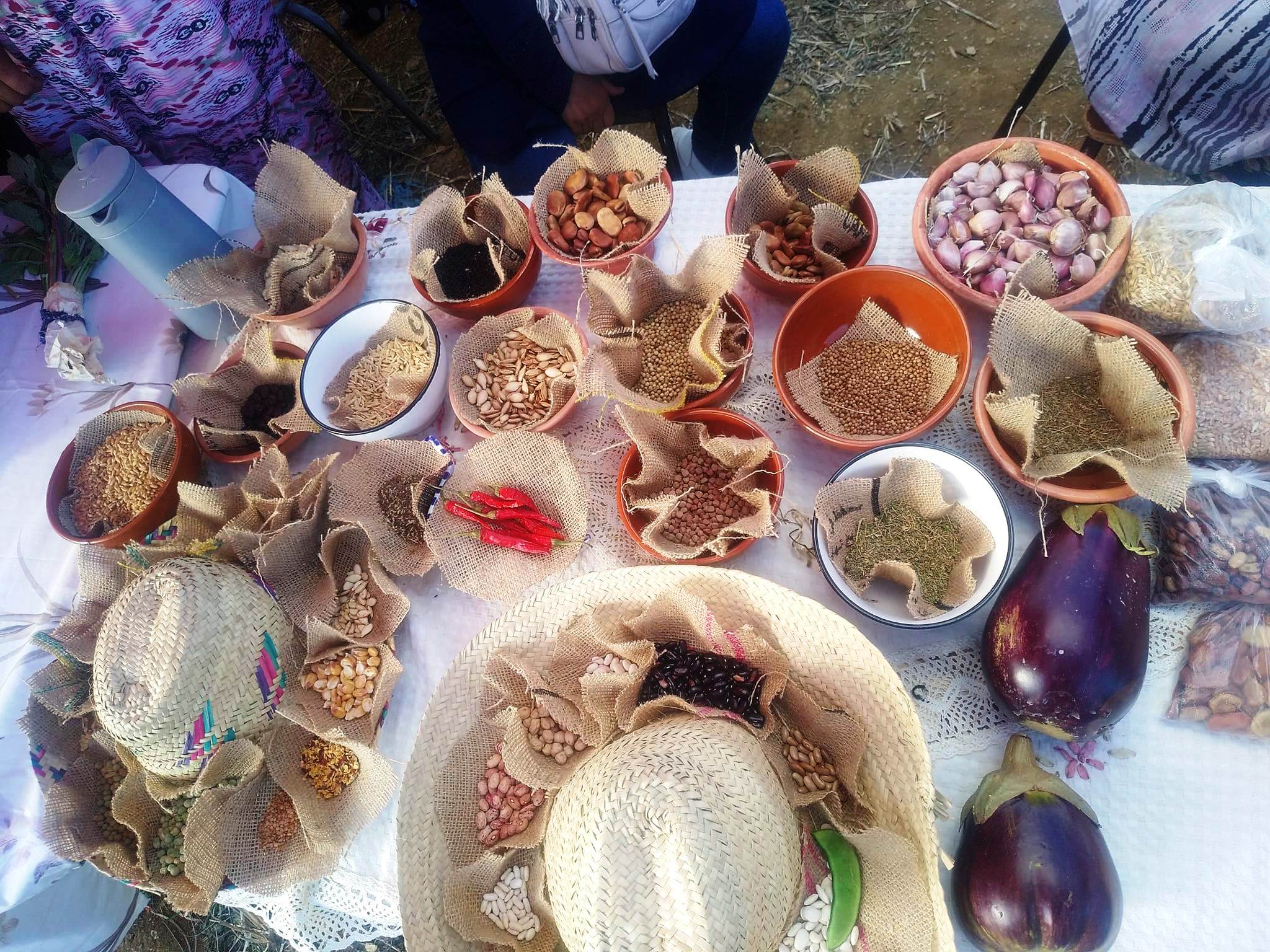 Algérie (Le village El Kitoune/Fenaia Il-Maten/El Kseur/Béjaia) - Rencontre de l’association pour la valorisation du terroir: Plaidoyer pour la sauvegarde de la semence ancienne