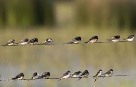 Planète (France/Europe) - Gers: La ville d’Auch va installer des nids artificiels pour préserver les hirondelles