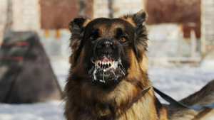 Algérie - Lutte contre la rage:  180.000 cas de morsures en 2023