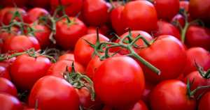 توقع إنتاج 2.5 مليون قنطار من الطماطم الحقلية بالوادي - الشعب أونلاين