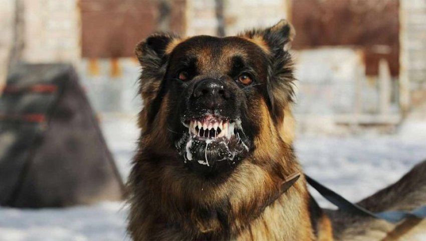 Algérie - Lutte contre la rage:  180.000 cas de morsures en 2023