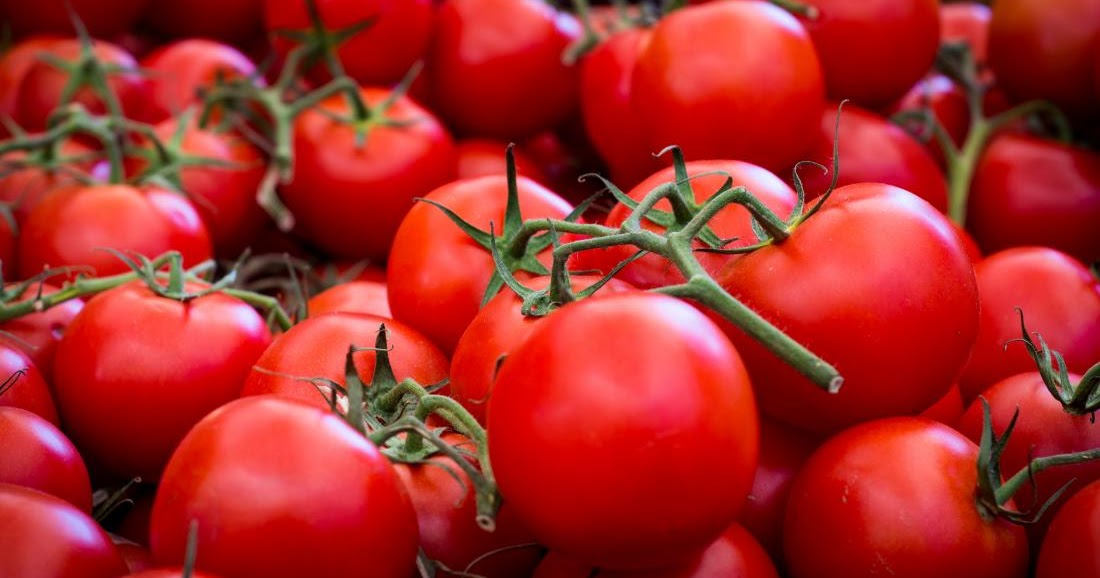 توقع إنتاج 2.5 مليون قنطار من الطماطم الحقلية بالوادي - الشعب أونلاين